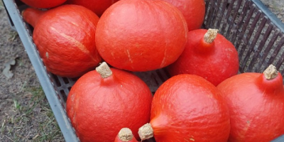 Ho circa 100 tonnellate di zucche Hokkaido in vendita.