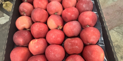 Red Delicious Kaliber 70+, Kartonverpackung für ganz Europa