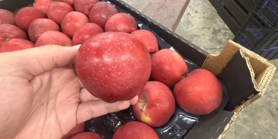 Red Delicious Kaliber 70+, Kartonverpackung für ganz Europa