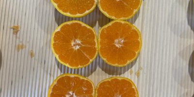 Kroatien mandarinen Dolina Neretve