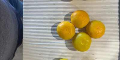 Kroatien mandarinen Dolina Neretve