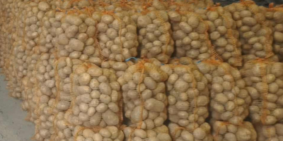 Bună ziua, vând cartofi Colomba mari (peste 5,5 cm).