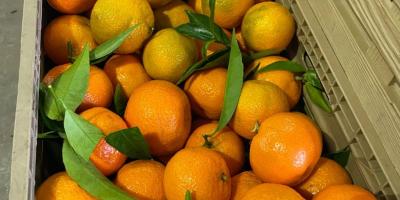 DMD Fruit Srl ist ein Familienunternehmen mit Sitz in