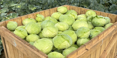 Offro in vendita una grande quantità di cavolo cappuccio.