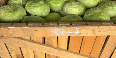 Offro in vendita una grande quantità di cavolo cappuccio.
