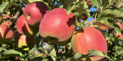 Ich verkaufe Äpfel in eigenen Kistenpaletten oder in meinen