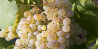 I&#39;m selling Fiano di Avellino grapes.