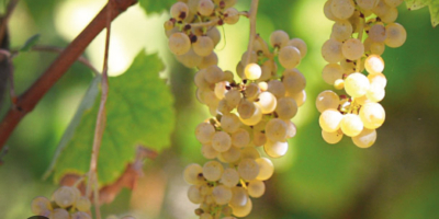 I&#39;m selling Fiano di Avellino grapes.