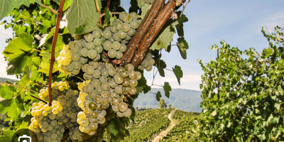 I&#39;m selling Fiano di Avellino grapes.