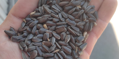 Black sunflower seeds * 97-98% purity * 2.5g/kg for