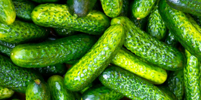 abbiamo bisogno di 20 tonnellate o più di cetriolini