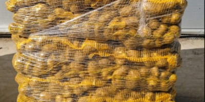 Продават се жълти картофи на малки и големи партиди.