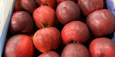 Suntem furnizori de încredere de fructe și legume proaspete