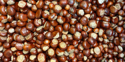 I will sell a large quantity of chestnuts with