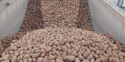 We offer red and yellow potatoes in wholesale sales.