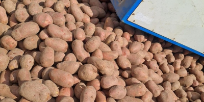 We offer red and yellow potatoes in wholesale sales.