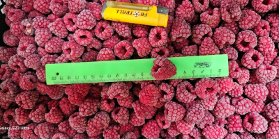 For sale - raspberry shock freeze (IQF) Quantity: 60