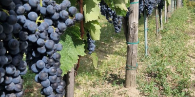 Ich verkaufe Aglianico di Montemarano-Trauben aus familiengeführten Spalierweinbergen in