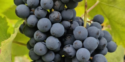 Ich verkaufe Aglianico di Montemarano-Trauben aus familiengeführten Spalierweinbergen in
