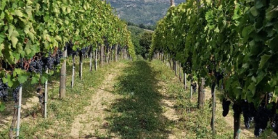 Ich verkaufe Aglianico di Montemarano-Trauben aus familiengeführten Spalierweinbergen in