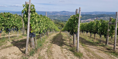 Ich verkaufe Aglianico di Montemarano-Trauben aus familiengeführten Spalierweinbergen in