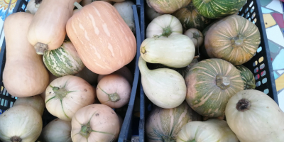 Halloween tökök díszítésre