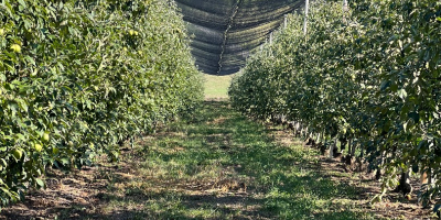Eladó 50-60 tonna Granny Smith alma, I. osztályú, 7+