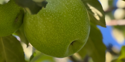 Eladó 50-60 tonna Granny Smith alma, I. osztályú, 7+
