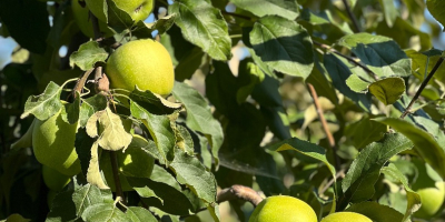 Eladó 50-60 tonna Granny Smith alma, I. osztályú, 7+