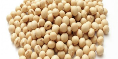 June 19 export company sell Soybean, dried ginger, hibiscus