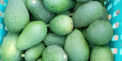 Wir bieten Premium-Hass-Avocados aus der marokkanischen Region Kenitra an,