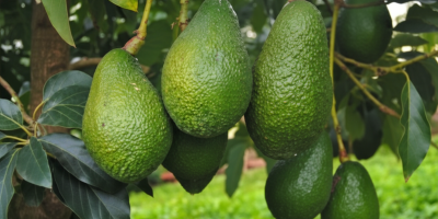 Wir bieten Premium-Hass-Avocados aus der marokkanischen Region Kenitra an,