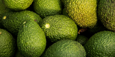 Wir bieten Premium-Hass-Avocados aus der marokkanischen Region Kenitra an,