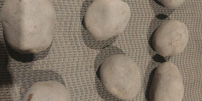 Vând cartofi Vinieta, Bernina Calibru 60+ Ambalați în saci