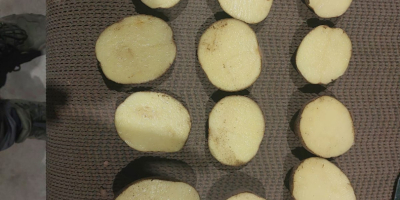 Vând cartofi Vinieta, Bernina Calibru 60+ Ambalați în saci