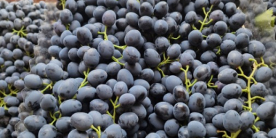 Hello. For sale Moldovan grapes from the refrigerator. Quantity