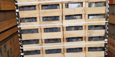 Hello. For sale Moldovan grapes from the refrigerator. Quantity