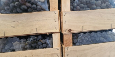 Hello. For sale Moldovan grapes from the refrigerator. Quantity