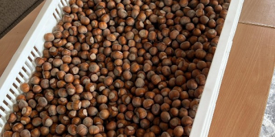 I am selling hazelnuts, Tonda di Gifoni variety (pollinator