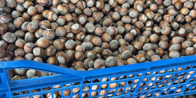 I am selling hazelnuts, Tonda di Gifoni variety (pollinator