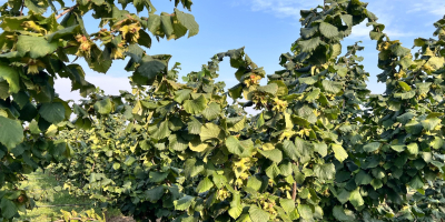 I am selling hazelnuts, Tonda di Gifoni variety (pollinator