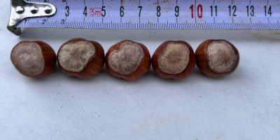 I am selling hazelnuts, Tonda di Gifoni variety (pollinator