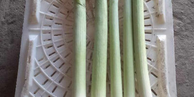 Hello, I am selling a nice long leek, per