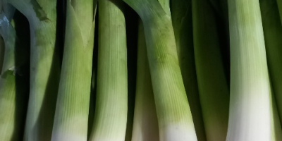 Hello, I am selling a nice long leek, per