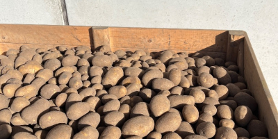 Hello. For sale: Lilly potatoes, caliber 55+, approx. 4