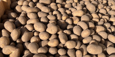 Hello. For sale: Lilly potatoes, caliber 55+, approx. 4