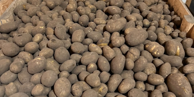 Hello. For sale: Lilly potatoes, caliber 55+, approx. 4