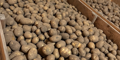 Hello. For sale: Lilly potatoes, caliber 55+, approx. 4
