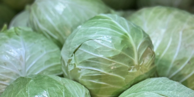 White Cabbage: Flexton, Ramco, Novoton, Ambrosia. Caliber 3+ Packaging: