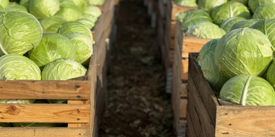 White Cabbage: Flexton, Ramco, Novoton, Ambrosia. Caliber 3+ Packaging: